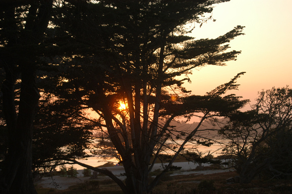 Sunset Through the Trees
