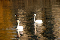 Reflecting Swans