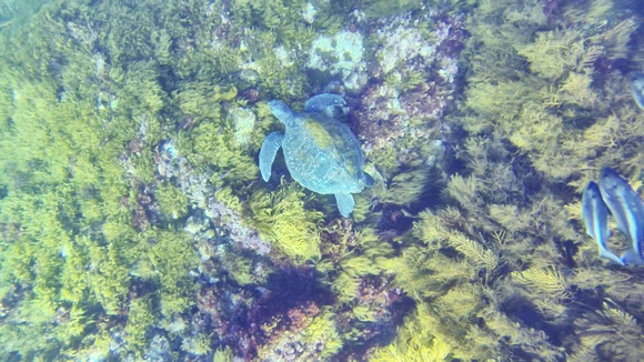 Catalina Sea Turtle