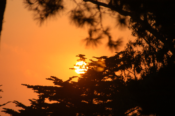 Orange Through the Trees