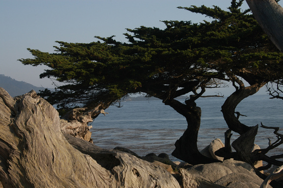 Classic Old Monterey Pine