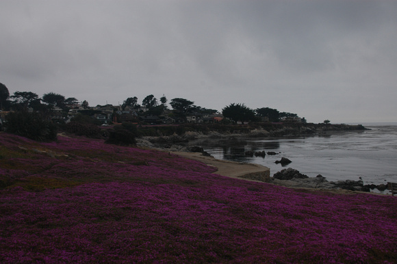 Sea of Violet